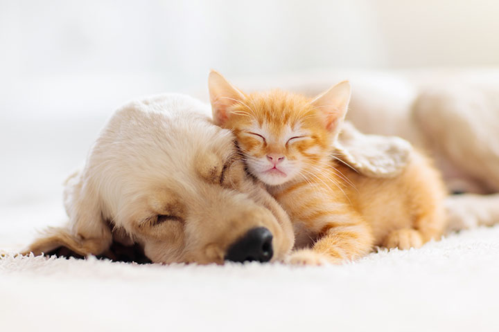 Pet Services at Sunset Funeral Home