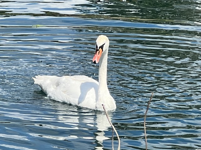 sunset funeral home swans 2