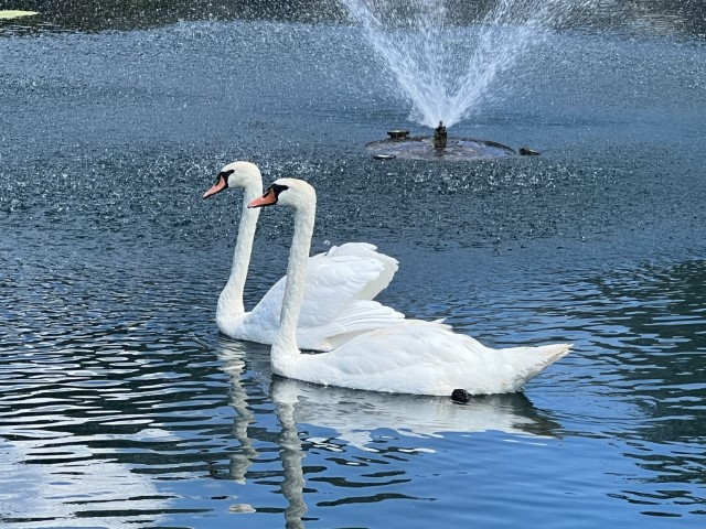 sunset funeral home swans