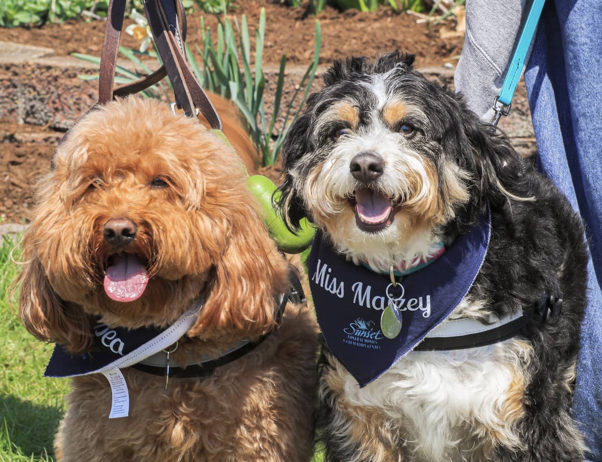 Two cute dogs standing side-by-side with Sunset Funeral home bandanas around their necks