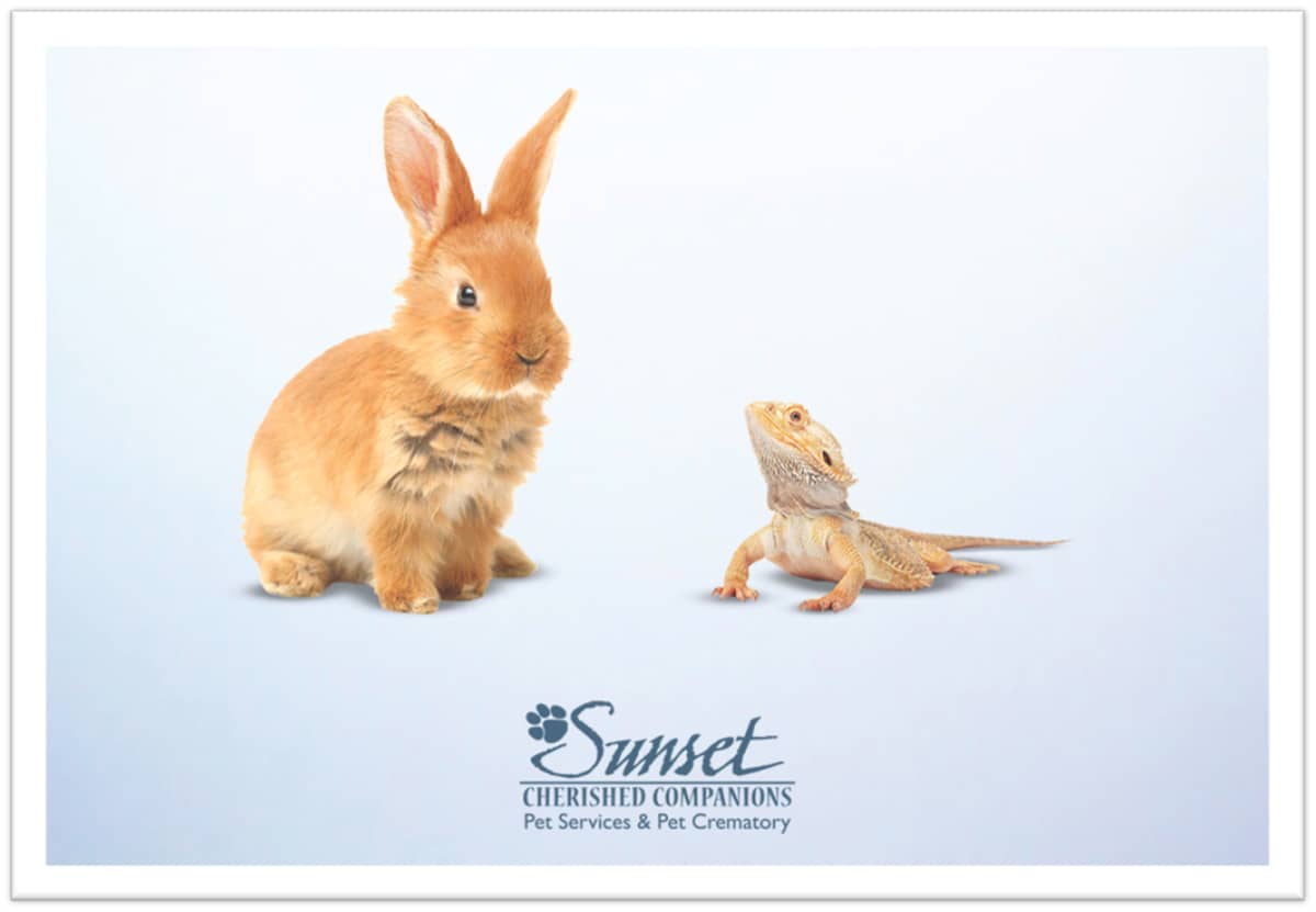 A picture of a rabbit and lizard