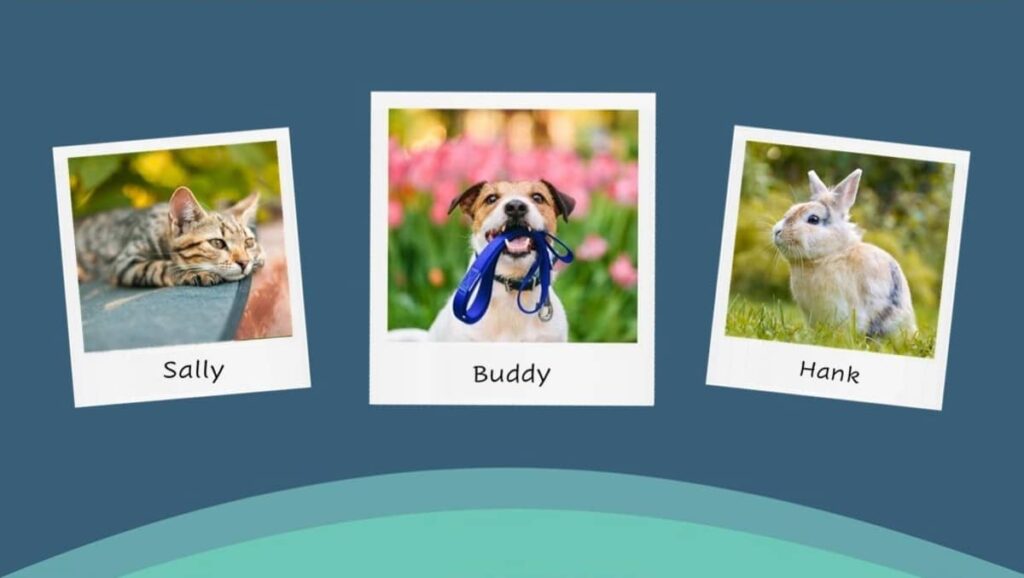 Pictures of a cat (Sally), dog (Buddy), and bunny (Hank)