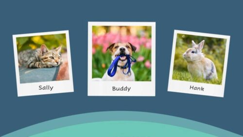 Pictures of a cat (Sally), dog (Buddy), and bunny (Hank)