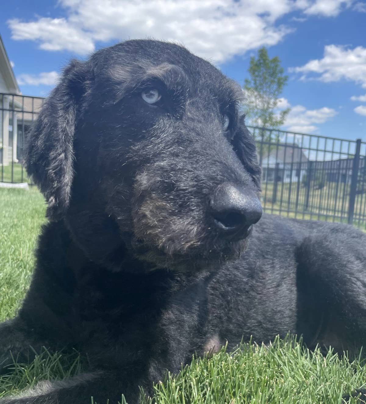 A photo of a dog