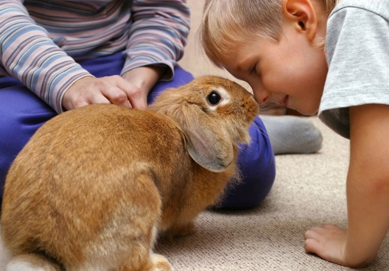 Rabbit pet burial