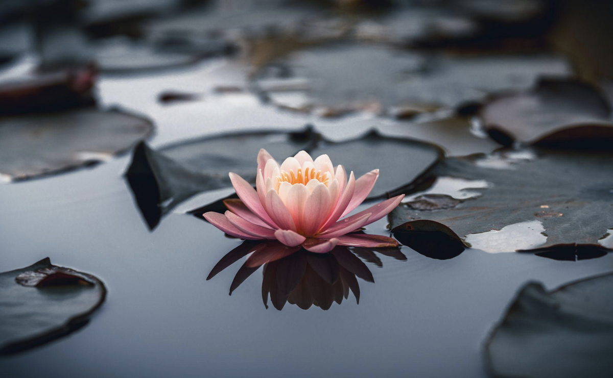 A flower floating on water