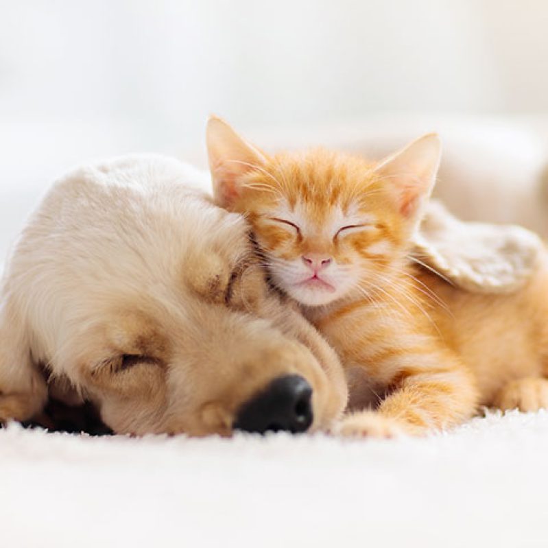 Pet Services at Sunset Funeral Home